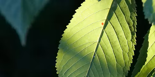 Team maintenance of Dearne Valley Park