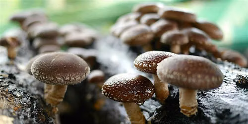 Mushroom Log Cultivation Workshop