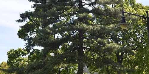 Inaugural Tree Tour at The Trout Gallery