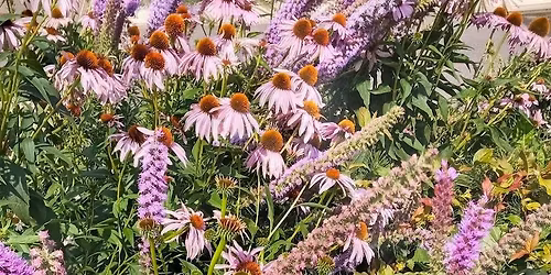 Planning and Planting Pocket Gardens