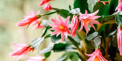 Plant Market & More - VENDORS, PLEASE DO NOT RESPOND TO COMMENTS