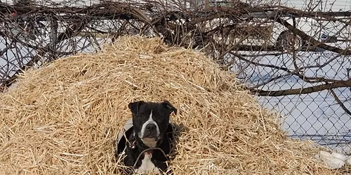 Wheat Straw Giveaway