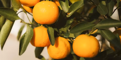 Citrus for Every Space: From Backyard to Balcony - Novato