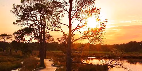 Thursley Common Natural Reserve