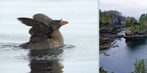 Neah Bay Trip: Birding at the Beginning of the World