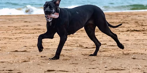 \ud83c\udf0a\ud83d\udc36 DOG ESCAPE \u2013 Journ\u00e9e \u00e0 la mer !