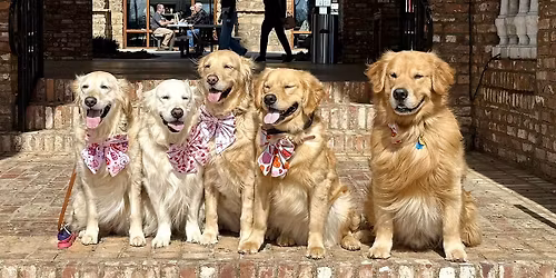 Golden Day at BridgeWay Station Presented by Good Dogs of Greenville