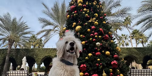 Holiday Yappy Hour at Blitzen's Bar