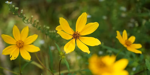 Member Exclusive: Wildflower Wander