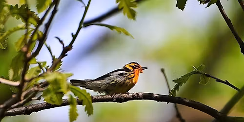Birding by Ear @ Sand Ridge Nature Center