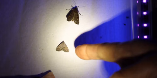  Moth Night in Toronto's High Park