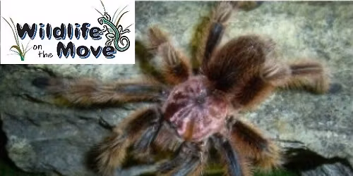 Wildlife On The Move Presents The Unhuggables f. BUGS at The Ark Preschool (Rockwall, TX)