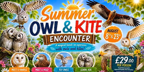 Summer Owl & Kite Encounter