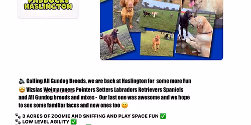 \ud83d\udc3e GUNDOG GANG BREED MEET @The Dogs Paddocks Haslington \ud83d\udc3e