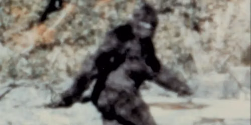 Surrey\/Langley SITP: Sasquatch!