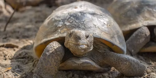 Riverbend Visits PBC Libraries: Turtle Talk: Protecting Our Shelled Friends