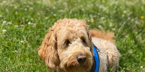 Highbury Dog Show