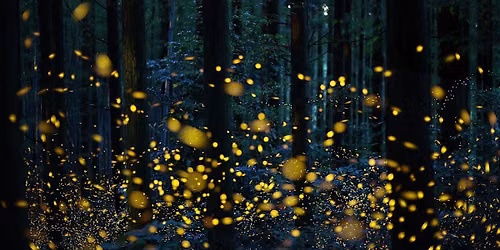 Firefly Walk
