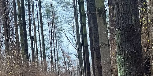 Rentschler Park Trail Run