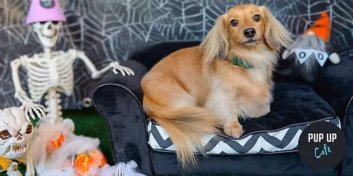 Hallo-ween Dachshund Pup Up Cafe - Glasgow\ud83c\udf83