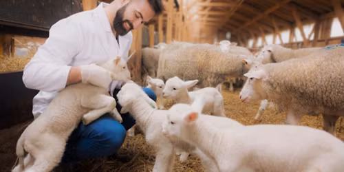 Essential skills for your first day in farm animal practice