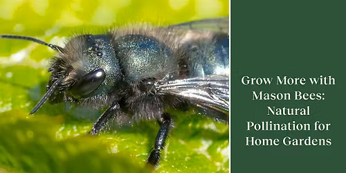 FREE Seminar: Grow More with Mason Bees at GARDENWORKS Burnaby-Mandeville