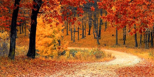 Painting impressionistic autumn trees