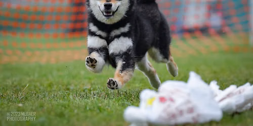 AKC FastCAT 