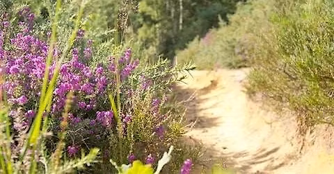 Guided walk at Brentmoor Heath and Folly Bog