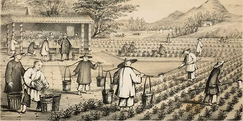 Heritage Talk: The History of Tea