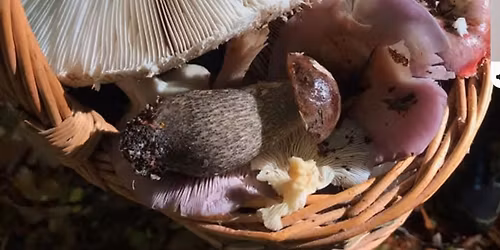 How to Identify Fungi @ Ashridge Estate