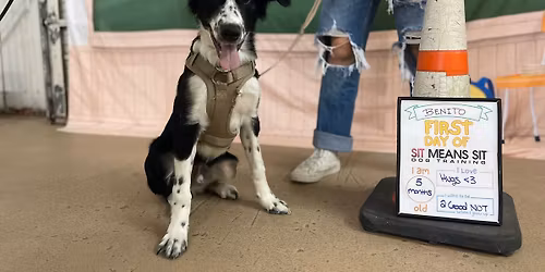 AKC S.T.A.R. Puppy Class - 4 Weeks (MONDAY NIGHT)