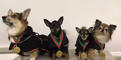 OKK:n ep\u00e4viralliset agilitykisat la 27.12.2025 (hoopers, m\u00f6lli, agilityrata)