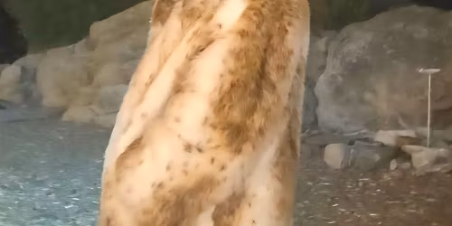 Joe Lawing Jr. Acoustic Showcase