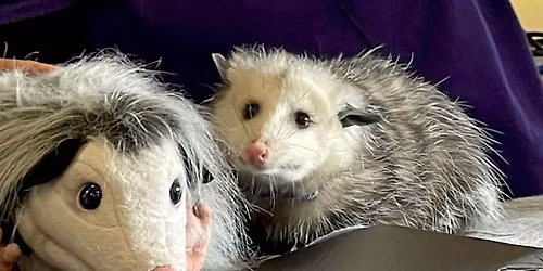 Drink With Opossums 5.13.26