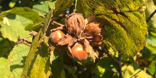 Introduction to Growing and Crafting with Hazel