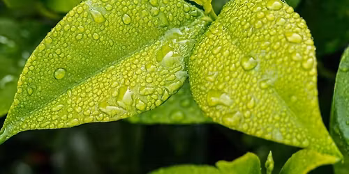 Master Gardener Presents: Gardening Myths