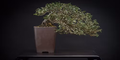 Geelong Bonsai Club Inc Monthly Meeting WORKSHOP