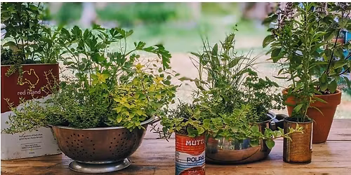 Monthly Meeting - Planting a Kitchen Herb Garden with Giulia Gambale