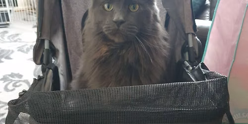 Meet Luca the Maine Coon