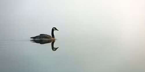 Wildlife of the Wetlands Photography Workshop