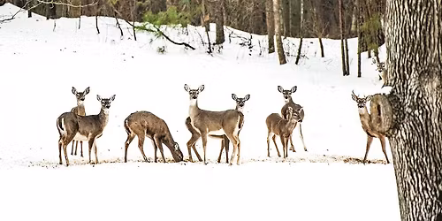 Winter vs. Wildlife