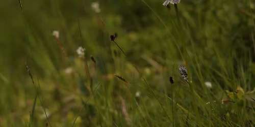 Warsztaty z oznaczania ro\u015blin KN Botaniki UW