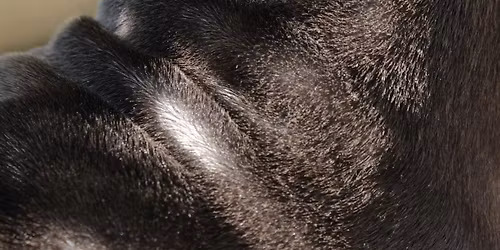 Astrid Str\u00f6mberg: Dog Land