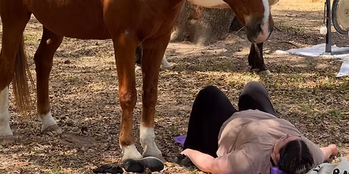 Equine \/ Herd Meditation