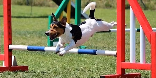 Beginners agility course Dronfield (indoors)