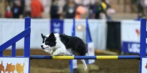USDAA Agility Trial!