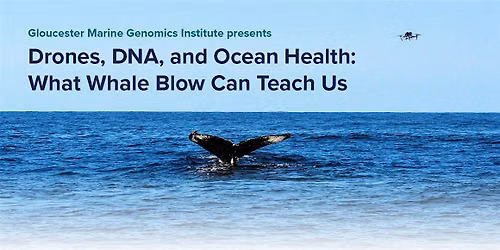 Drones, DNA, and Ocean Health: What Whale Blow Can Teach Us