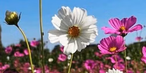 La Fiesta de las Flores