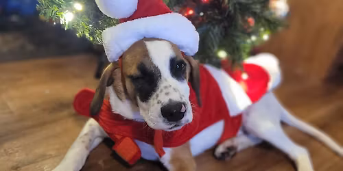 Paint with Puppies - Fundraiser - Our Pack Animal Rescue